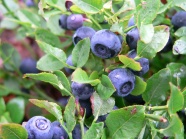 蓝莓树上的蓝莓图片