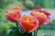 粉红色玫瑰花鲜花图片