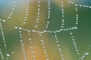 水珠串蜘蛛网图片