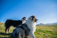 高清澳大利亚牧羊犬图片