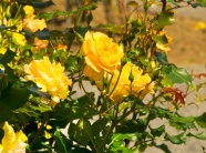 漂亮黄玫瑰图片