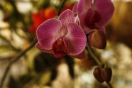 紫色蝴蝶兰花朵图片