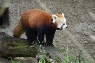 可爱小熊猫摄影图片