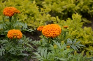 橙色金盏菊摄影图片