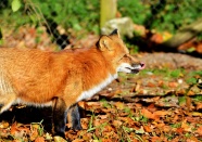 可爱红狐狸图片