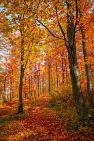 秋天枫树林美景图片
