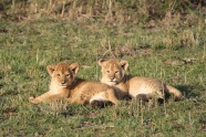 两只狮子幼崽图片