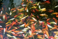 池塘观赏锦鲤图片