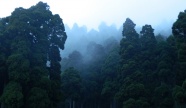 浓雾森林图片素材
