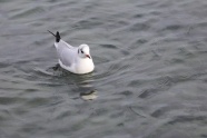 湖中浮水海鸥图片