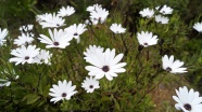 夏天白色花朵绽放图片