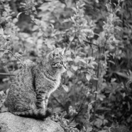 宠物猫写真黑白图片