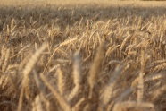 原野成熟小麦图片