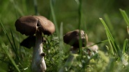 夏季食用蘑菇图片
