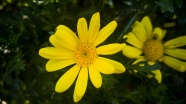 夏天黄色花朵微距图片