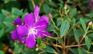 紫色自然花朵图片