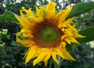 植物向日葵微距图片