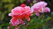 玫瑰花朵摄影图片