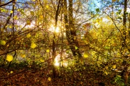 秋天森林阳光风景图片