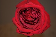 一朵红玫瑰摄影图