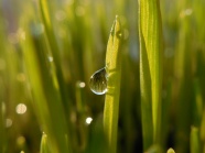 绿草水滴小清新图片