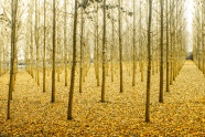落叶树林图片