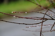 春天树枝水滴图片素材