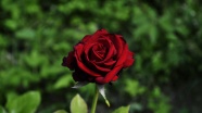 花园红玫瑰图片