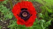 红色罂粟花花朵图片