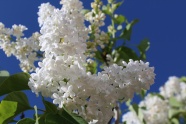 春天白色植物花朵图片