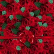 浪漫红玫瑰背景图片