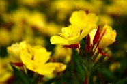 黄色花朵唯美摄影图片