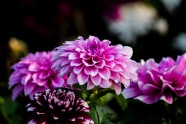 粉紫色高清花朵摄影图