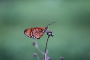 漂亮的花斑蝴蝶图片