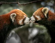 小熊猫亲吻图片