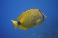 海洋黄色鱼图片