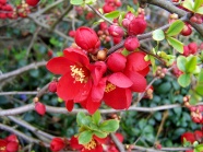 春天枝头红梅花图片