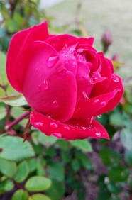 漂亮火红玫瑰花图片