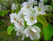白色梨花摄影图片