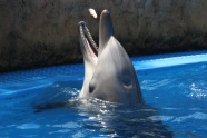 可爱海豚进食图片