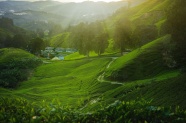 清晨绿色草原风景图片