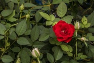 玫瑰花园红玫瑰图片