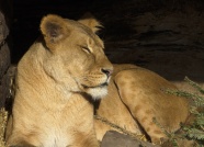 野生狮子熟睡图片