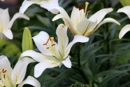白色百合花朵图片