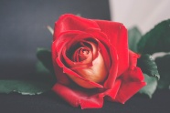 漂亮红玫瑰图片