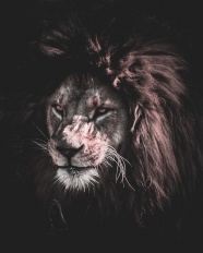 凶猛大狮子头部特写图片