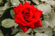鲜艳红玫瑰图片