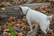 白色流浪狗狗图片
