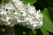 白色绣球花摄影图片