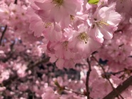 粉色浪漫樱花图片